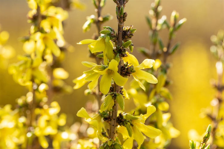 Forsythia intermedia 'Mikador', Forsythie, gelb, 40–60 cm