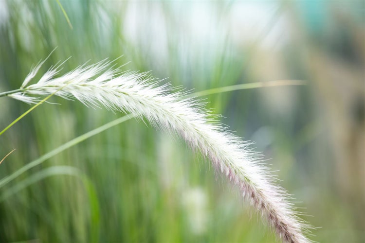 Dekoratives Lampenputzergras im Garten