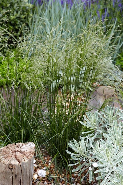 Garten mit Pfeifengras und anderen Pflanzen
