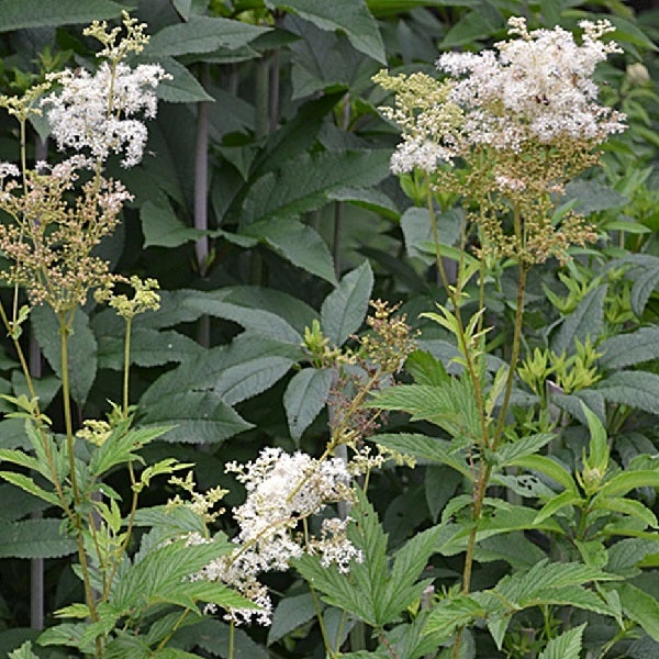 Echtes Mädesüß mit weißen Blüten und grünen Blättern im Garten.