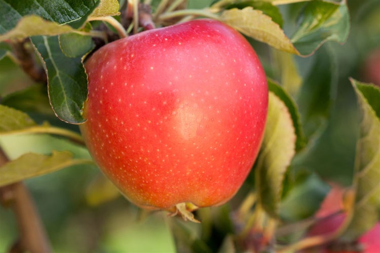 Roter Apfel an einem Obstbaum mit grünen Blättern