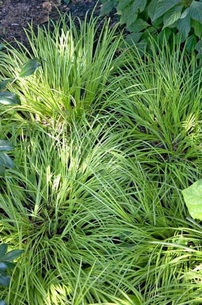 Acorus gramineus 'Ogon', Japanische Segge, gelbgrün, 2 Liter Container