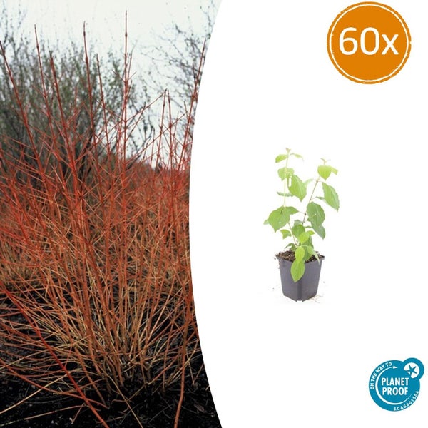 Cornus sanguinea Hartriegel, 60 Stück, junge Pflanze im Topf und ausgewachsener Strauch mit roten Zweigen, Planet Proof Logo.