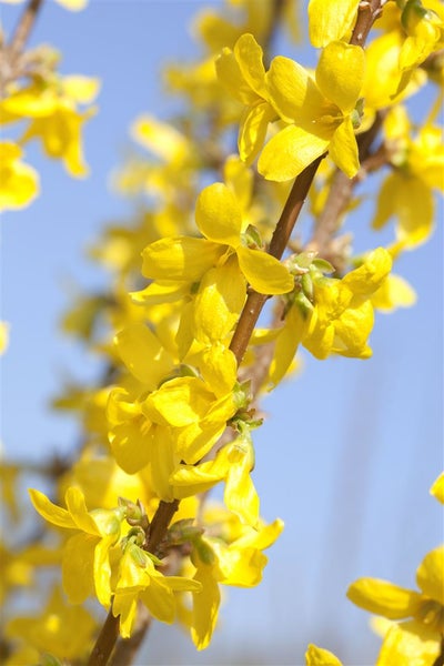 Forsythia 'Week-End' -R-, Forsythie, leuchtend gelb, 60–80 cm