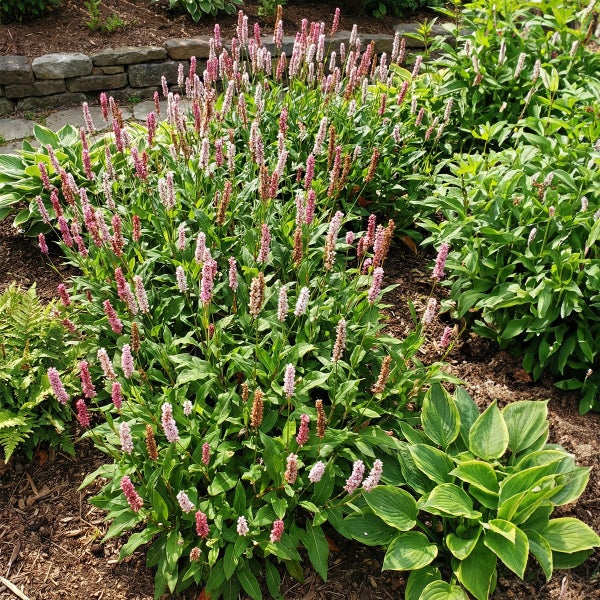 Ein organisierter Gartenbereich mit blühendem Kerzenknöterich Persicaria und rosa Blütenähren neben grün-gelben Funkien und einer Steinmauer.