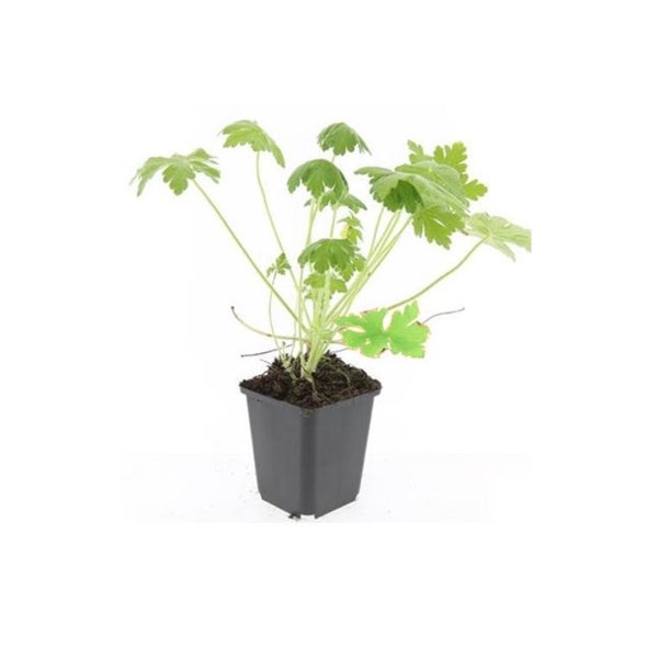 Bodendecker - Felsen-Storchschnabel - Geranium macrorrhizum 'Spessart' - 9cm Topf - Set mit 12 Pflanzen