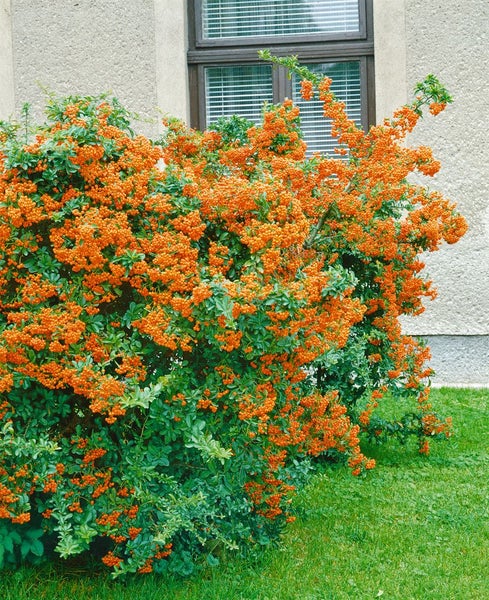 Pyracantha 'Orange Glow', Feuerdorn, orange Beeren, 80–100 cm