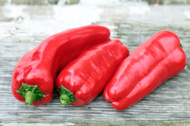 SAFLAX Geschenk Set - BIO - Paprika - Long Red Marconi - Capsicum annuum - 20 Samen - Mit Geschenkbox, Versandaufkleber, Geschenkkarte und Anzuchtsubstrat