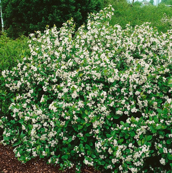 Aronia melanocarpa, Schwarze Apfelbeere, 60–100 cm