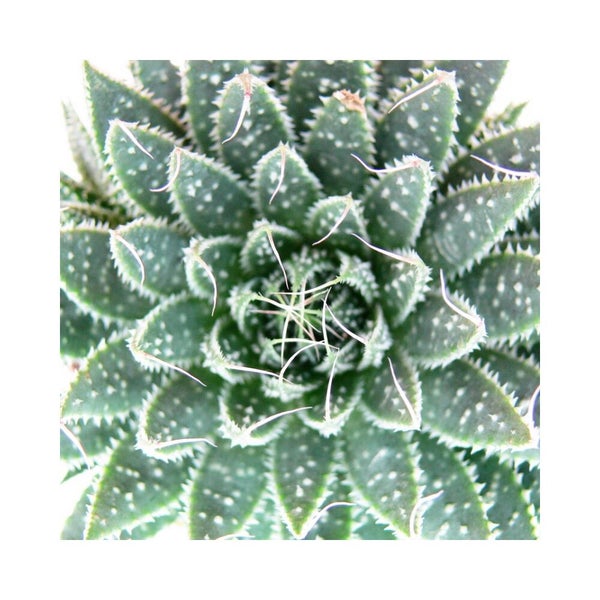 Nahaufnahme einer Aristaloe aristata Sukkulente mit gezackten Blättern und weißen Borsten.