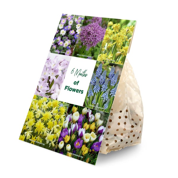 Bloomique - Mischung aus 100 - 6 Monate alten Blumen - Farbmischung - Mischung aus 7 Sorten - Blumenzwiebeln - Frühlingsblüte - Mehrjährige Pflanzen - Wächst von 5 bis 90 cm