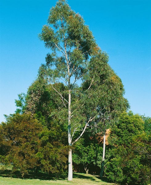 Eukalyptusbaum im Garten