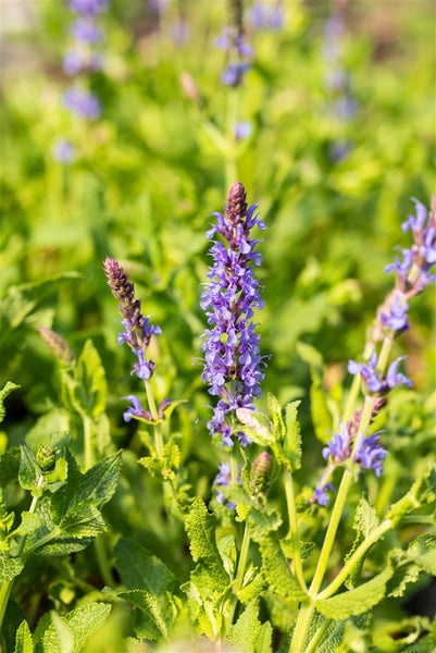 Salvia nemorosa 'Blauhügel', Steppensalbei, blau, ca. 9x9 cm Topf