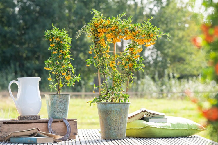 Pyracantha 'Saphyr Jaune', Feuerdorn, gelb, 60–80 cm