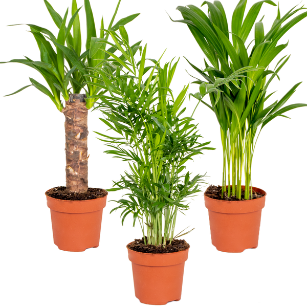 3x Tropische Palmenmischung – Dypsis-Chamaedorea-Yucca – Pflegefreundlich – ⌀12 cm – ↕20-45 cm