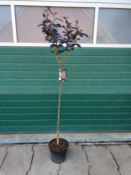 Prunus serrulata Royal Burgundy- Stämmchen, Japanische Nelkenkirsche,  Gesamthöhe: 180-190 cm