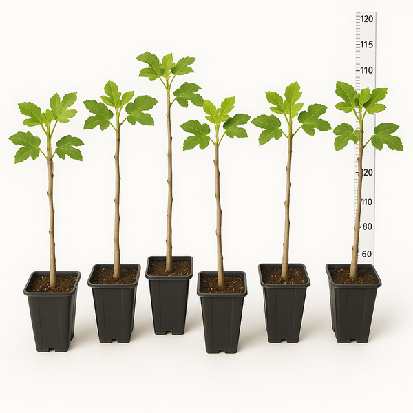Feigenbaum 100 cm Obstbaum winterhart Ficus Carica, Feige, Obst