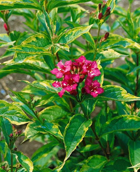 Weigela florida 'Magical Rainbow', Weigelie, buntes Laub, 30–40 cm