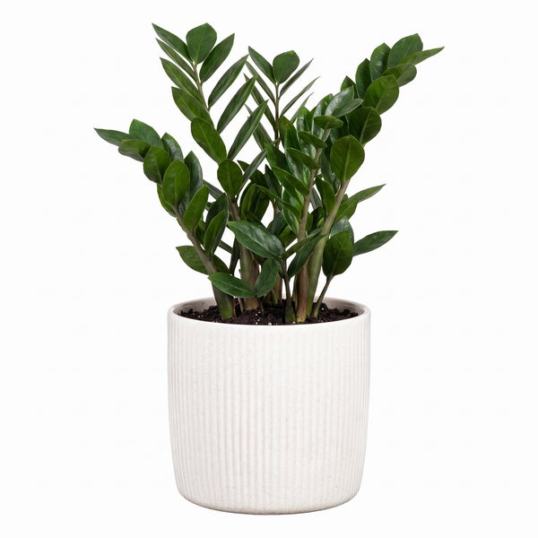 Zamioculcas Zamiifolia Zimmerpflanze in gerilltem Keramiktopf