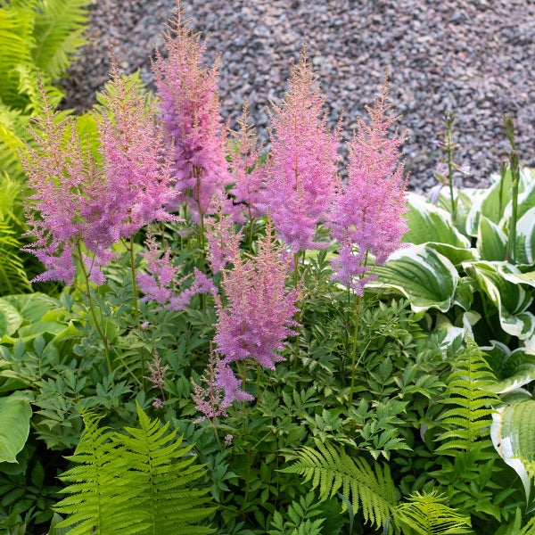 Blühende Prachtspiere im Garten mit rosa Blütenrispen zwischen Farnen und Funkien vor Kieshintergrund.