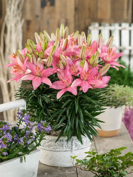 Lilien im Topf mit rosa Blüten