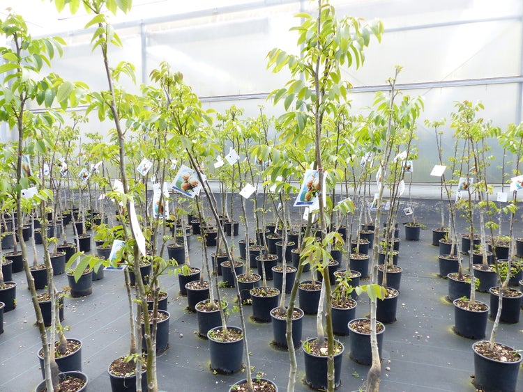 echter Walnussbaum Juglans regia 180 cm Obstbaum winterhart kräftiger Stamm Nussbaum