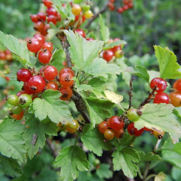 Johannisbeerstrauch mit roten und grünen Beeren und Blättern