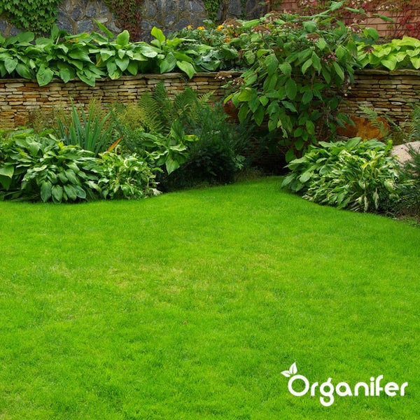 Eisensulfatdünger - Moosentferner - 10kg für 400m2 - Organifer