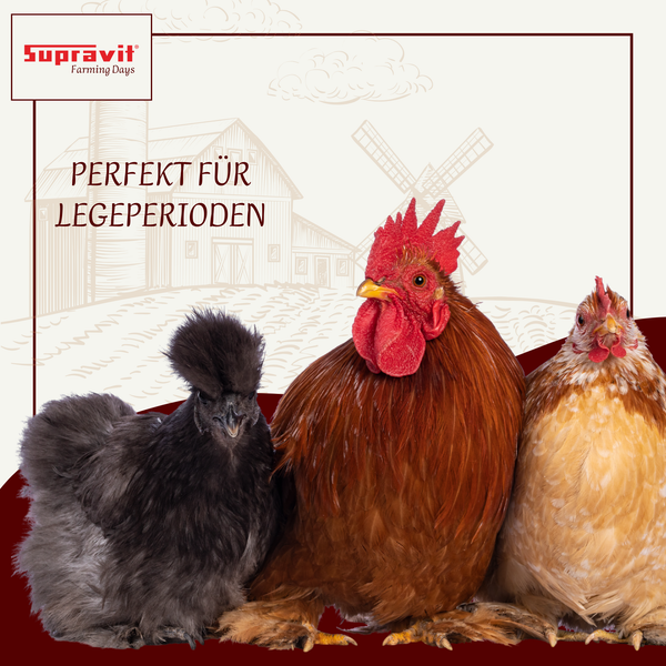 Drei Hühner vor einer ländlichen Kulisse mit dem Text 'Perfekt für Legeperioden'.