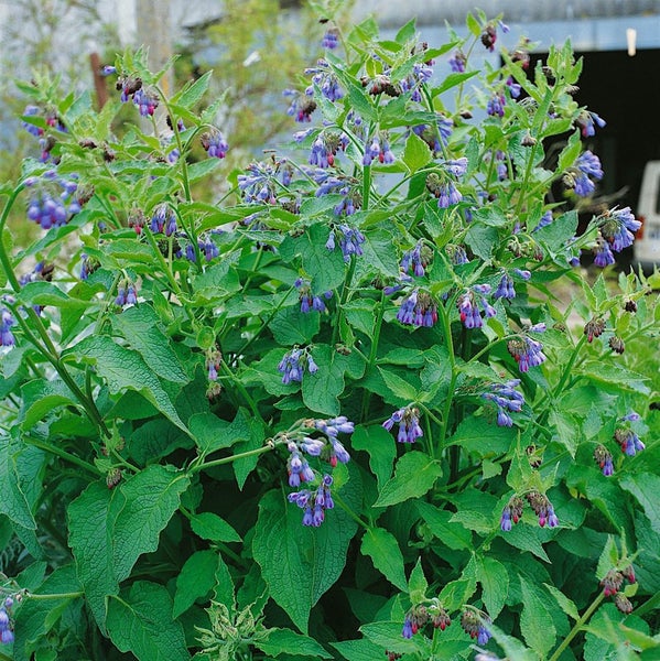 Blütenstand Beinwell mit grünen Blättern