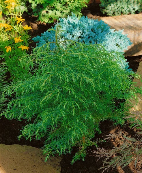 Grüner Zypressenwolfsmilch-Strauch im Gartenbeet