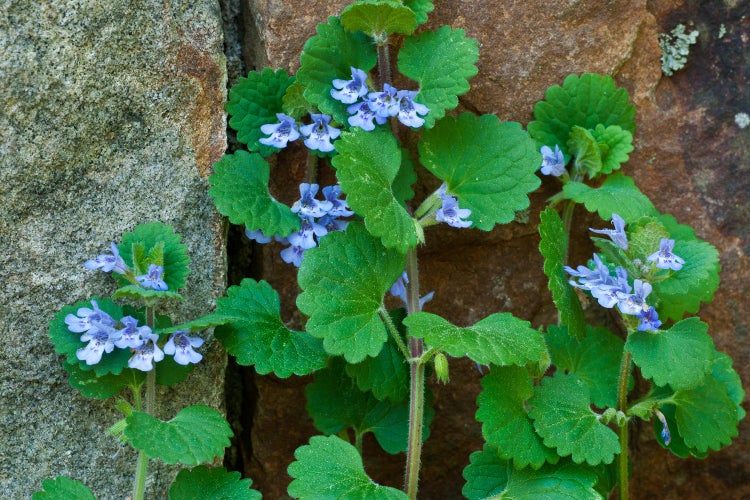 SAFLAX - Gundermann / Gundelreebe - Glechoma hederacea - | HORNBACH