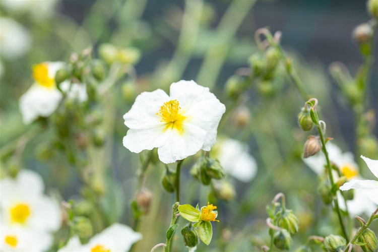 Sonnenröschen mit weißen Blütenblättern und gelber Mitte