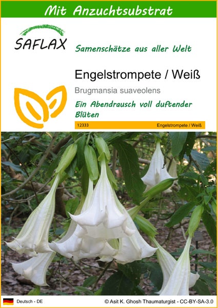 SAFLAX  - Engelstrompete / Weiß - Brugmansia suaveolens - 10 Samen - Mit keimfreiem Anzuchtsubstrat