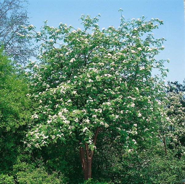 Blühender Eberesche Baum im Garten