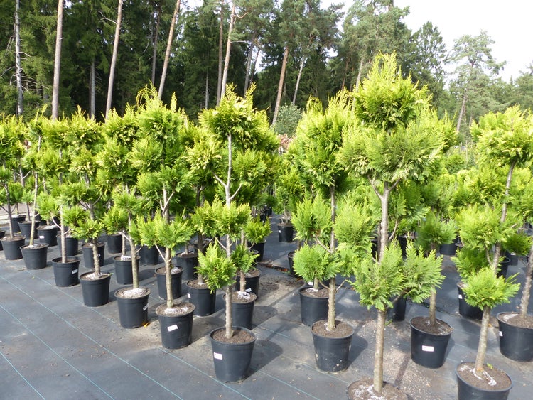 Reihe von Thuja Gehölzen in schwarzen Kunststoff Töpfen auf einem Feld