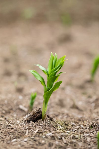 Polygonatum multiflorum, Salomonssiegel, ca. 9x9 cm Topf