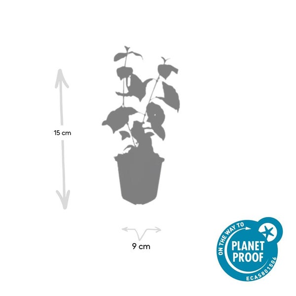 Silhouettenbild einer Pflanze im Topf, Höhe 15 Zentimeter, Topfdurchmesser 9 Zentimeter, mit On the way to Planet Proof Logo.