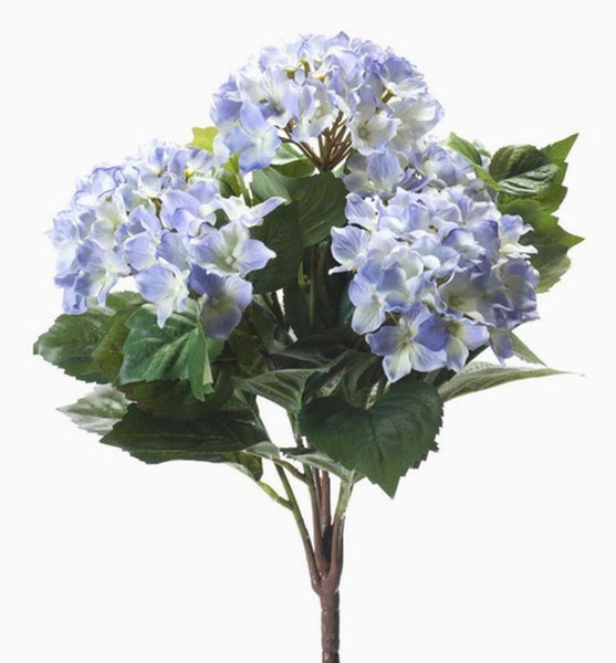 Nahaufnahme einer blau-weißen Hortensienblüte.