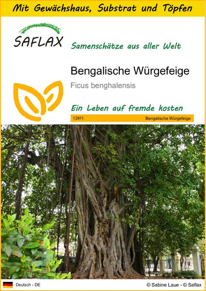 SAFLAX Anzucht Set - Bengalische Würgefeige - Ficus benghalensis - 20 Samen - Mit Mini-Gewächshaus, Anzuchtsubstrat und 2 Töpfen