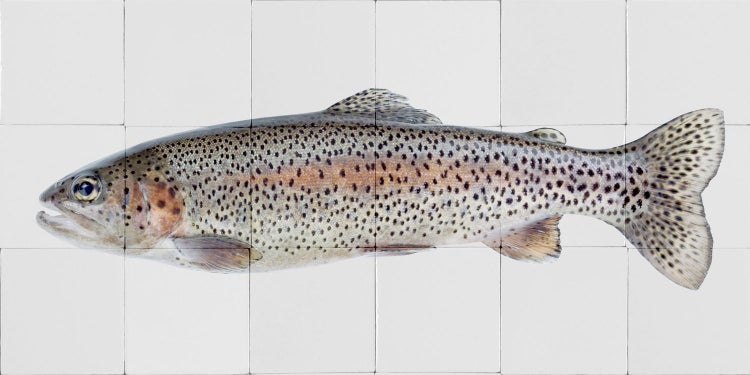 ESTAhome Wandtattoo Fisch Grau und Lachsrosa - 97 x 48.5 cm - 159031