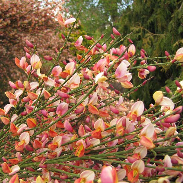 Besenginster Pflanze mit kleinen Blüten