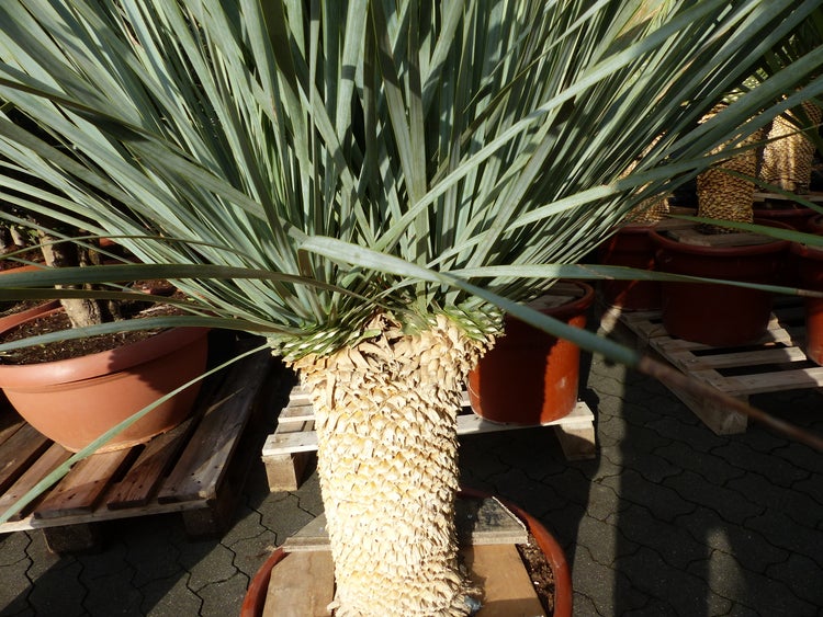 Yucca Rostrata  Palme 160 - 170 cm, Stamm 60 - 70 cm winterhart