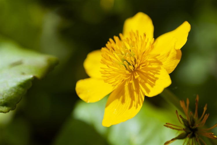 Caltha palustris, Sumpfdotterblume, leuchtend gelb, ca. 9x9 cm Topf
