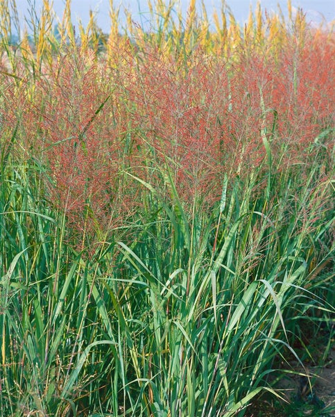 Dekorative Rutenhirse mit grünen Blättern und roten Blütenständen im Garten.