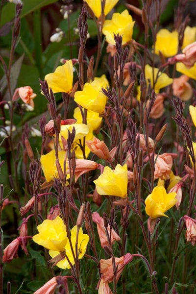 Oenothera odorata 'Sulphurea', Nachtkerze, gelb, ca. 9x9 cm Topf