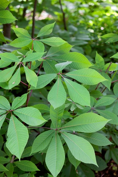 Aesculus parviflora, Strauchkastanie, 60 cm Stammhöhe, weiß blühend