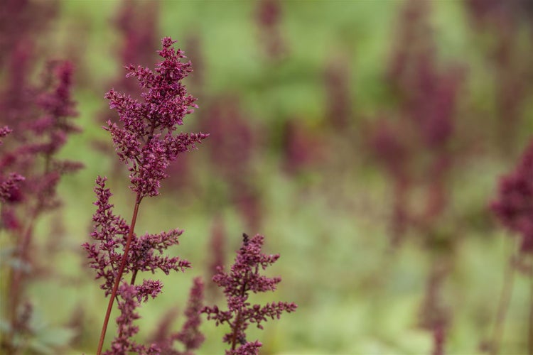 Astilbe x arendsii 'Glut', Prachtspiere, rot, ca. 9x9 cm Topf