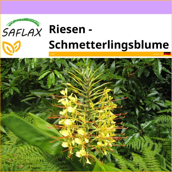 SAFLAX  - Riesen - Schmetterlingsblume - Hedychum gardnerianum - 10 Samen