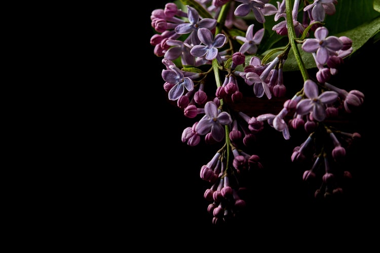 Nahaufnahme eines Fliederzweigs mit Blüten und Knospen vor dunklem Hintergrund